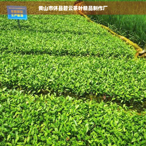 黄山市碧云茶价格与茶道文化传播探析